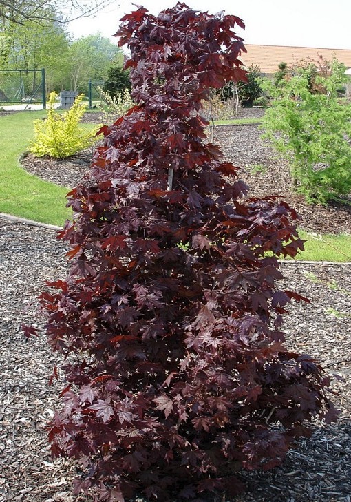 Клен остролистный (Acer platanoides) 'Crimson Sentry'
